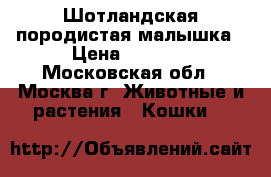 Шотландская породистая малышка › Цена ­ 2 500 - Московская обл., Москва г. Животные и растения » Кошки   